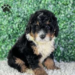 Bear, Mini Bernedoodle Puppy